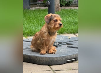 ♥ANTONELLA♥ auf Pflegestelle in Köln - zuckersüße, etwas zurückhaltende Juniorin 29cm (wachsend)