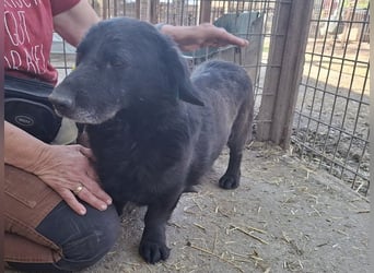 ♥MICHEL♥ neu auf Pflegestelle bei Aachen -süßer, ruhiger und unkomplizierter kleiner Rüde 36 cm