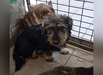 ♥LIMETTE♥ zuckersüße Junghündin, die neu im Tierheim gelandet ist und nicht weiß, wie ihr geschieht