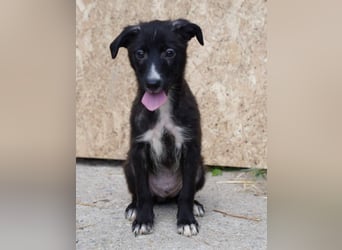 ⭐️TERRY⭐️, aufgeschlossener Welpenjunge, 3 Monate, 30 cm, Mischling, Tierschutz Rumänien