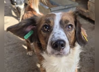 ♥TODDY♥ ab 24.Okt auf Pflegestelle bei Köln- verschmustes, ganz zutrauliches, goldiges Kerlchen 35cm