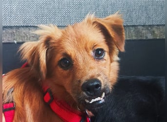 ♥EMMA♥ auf Pflegestelle bei Aachen - tolle kleine Juniorin mit dem süßen Unterbiss 31 cm (wachsend)