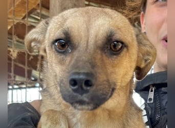 ♥KILA♥ süße, kleine, verspielte, anfangs noch zurückhaltende Junghündin 40 cm