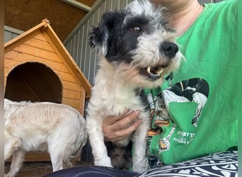 ♥OREO♥ ab 4. Sep auf Pflegestelle bei Köln- süßer, total freundlicher und aufgeschlossener Rüde 28cm