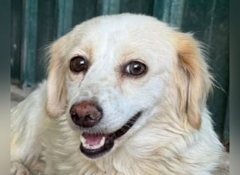 ♥MILLY♥ ab 4. Sep auf Pflegestelle bei Köln-wunderschöne, verschmuste,etwas unterwürfige Hündin 29cm