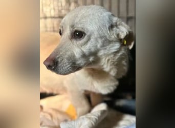 ♥ELIO♥ zarter, sensibler, noch unsicherer Jungrüde mit den großen Knopfaugen 35 cm