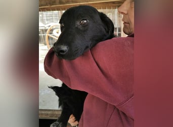 ♥BLACKJACK♥ wunderschöner, neugieriger, verschmuster und verspielter Junior mit lockigem Fell 32cm