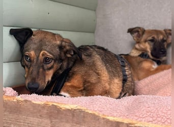 ♥MAYA♥ neu auf Pflegestelle bei Köln - süße, ganz liebe, noch unsichere kleine Junghündin 35 cm