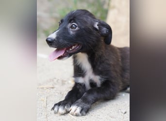 ⭐️TERRY⭐️, aufgeschlossener Welpenjunge, 3 Monate, 30 cm, Mischling, Tierschutz Rumänien