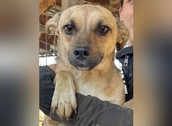 ♥KILA♥ süße, kleine, verspielte, anfangs noch zurückhaltende Junghündin 40 cm