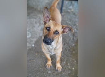 ⭐️BINELLE⭐️, aufgeschlossene Hündin, 1 Jahr, 33 cm, Mischling, Tierschutz Rumänien