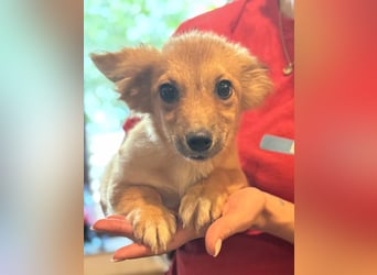 ⭐DINAI⭐, herzige Hündin, 5 Monate, 20 cm, Tierschutz Rumänien