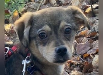 ♥HEDWIG♥ auf Pflegestelle bei Duisburg - süßes, verspieltes Welpenmädchen 33cm (wachsend)