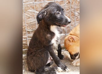 ⭐️TERRY⭐️, aufgeschlossener Welpenjunge, 3 Monate, 30 cm, Mischling, Tierschutz Rumänien