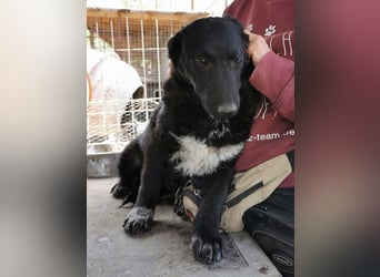 ♥BLACKJACK♥ wunderschöner, neugieriger, verschmuster und verspielter Junior mit lockigem Fell 32cm
