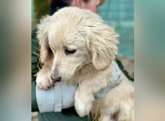 ♥PIPPO♥ süßer, charmanter, noch unsicherer kleiner Junior 30 cm