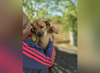 ♥MUFFIN♥ ab 9.Okt auf Pflegestelle bei Köln -süßer, ganz lieber, sehr zutraulicher kleiner Rüde 34cm