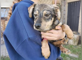 ♥HEIDI♥ neu auf Pflegestelle bei Köln - süße Welpin, die im Moment aufgepäppelt wird 32cm (wachsend)