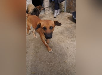 OLLI, lustiges Kerlchen, 1,5 Jahre, 36 cm, Mischling, Pflegestelle Köln, Tierschutz Rumänien