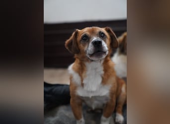 ⭐️TAC⭐️, Zuckerstück, Rüde, 2,5 Jahre, 35 cm, Mischling, Tierschutz Rumänien