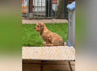 ♥ANTONELLA♥ auf Pflegestelle in Köln - zuckersüße, etwas zurückhaltende Juniorin 29cm (wachsend)