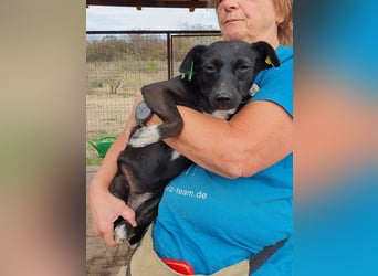 ♥SENNA♥ zuckersüße, liebe, noch unsichere kleine Hündin, die im Tierheim sehr gestresst ist 36 cm