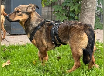 ♥MAYA♥ neu auf Pflegestelle bei Köln - süße, ganz liebe, noch unsichere kleine Junghündin 35 cm