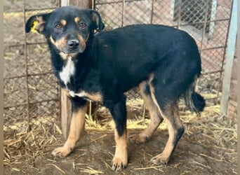 ♥OLIVER♥ süßer, zarter, lieber kleiner Rüde, der mit seinem kurzen Fell im Tierheim friert 40 cm
