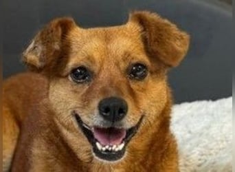 ♥MARILOU♥ auf Pflegestelle bei Köln - absolut menschenbezogene und verschmuste Hündin 40cm