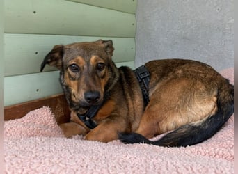 ♥MAYA♥ neu auf Pflegestelle bei Köln - süße, ganz liebe, noch unsichere kleine Junghündin 35 cm