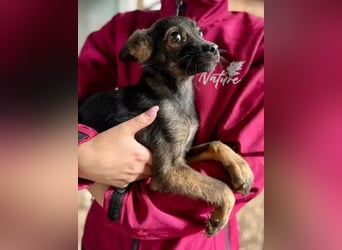 ♥JUSTUS♥ neu auf Pflegestelle bei Köln - zuckersüßer, verspielter, zu dünner Welpenbub 28 cm