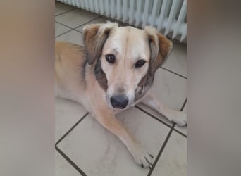 ♥MABLE♥ verliert ihr Zuhause bei Münster - hübsche, ganz liebe, anhängliche Hündin 40 cm