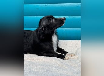 ♥TABU♥ auf Pflegestelle bei Köln - süßer, fröhlicher, verspielter Herzensbrecher 29 cm