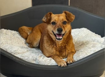 ♥MARILOU♥ auf Pflegestelle bei Duisburg - absolut menschenbezogene und verschmuste Hündin 40cm