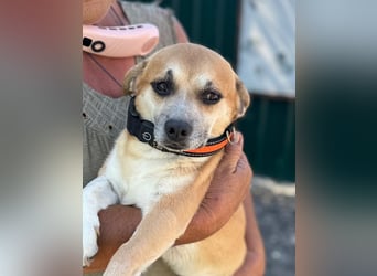 ♥OSKAR♥ ab 31. Jul auf Pflegest bei Köln- liebenswerter, aufgeschlossener, kinderlieber kleiner Rüde