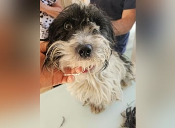 ♥MALY♥ ab 18. Juli auf Pflegestelle bei Köln - süße, ganz zutrauliche, zu dünne kleine Hündin 35cm