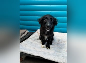 ♥TOKIO♥ auf Pflegestelle bei Köln - zuckersüßer, verspielter kleiner Welpe 28 cm