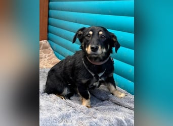 ♥MIMMI♥ neu auf Pflegestelle bei Aachen - ganz süße und zutrauliche Dackel-Mix-Hündin 36 cm