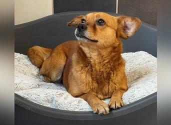 ♥MARILOU♥ auf Pflegestelle bei Köln - absolut menschenbezogene und verschmuste Hündin 40cm