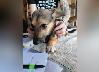 ⭐️MISSY⭐️, süßer Dackel-Mischling, Hündin, 4 Jahre, 31cm, Mischling, Tierschutz Rumänien