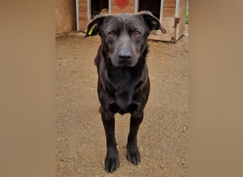 ♥THEO♥ hübscher, ganz lieber kleiner Rüde, der lieber helle Fellfarbe hätte 38 cm