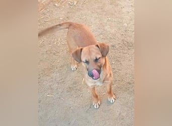 OLLI, lustiges Kerlchen, 1,5 Jahre, 36 cm, Mischling, Pflegestelle Köln, Tierschutz Rumänien