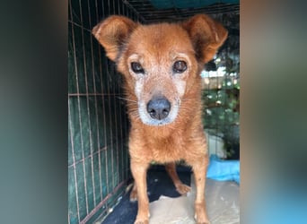 Notfell ⭐️SENORITA⭐️, liebevolle Hunde-Omi, 12 Jahre, 30 cm, Tierschutz Rumänien