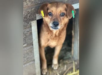 ♥MARILOU♥ zauberhafte, neugierige, noch unsichere Hündin, die sicher schnell Vertrauen fasst 40 cm