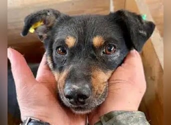 ♥OLIVER♥ süßer, zarter, lieber kleiner Rüde, der mit seinem kurzen Fell im Tierheim friert 40 cm