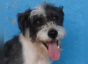 ♥OREO♥ ab 4. Sep auf Pflegestelle bei Köln- süßer, total freundlicher und aufgeschlossener Rüde 28cm
