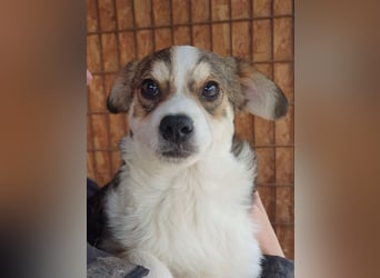 ♥OLLI♥ niedlicher tricolor-Junghund,der uns mit seiner angenehmen und ruhigen Art sehr berührt 36 cm