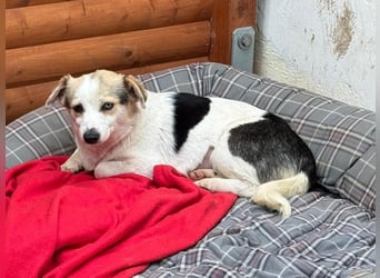 ♥TARA♥ neu auf Pflegest bei Köln-zarte,anfangs noch vorsichtige Hündin, die immer mehr aufblüht 30cm