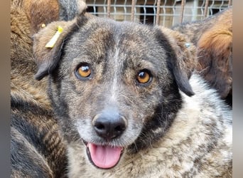 ♥DREAMIE♥ hübsche, sanftmütige, bescheidene Seele von einem Hund 40 cm
