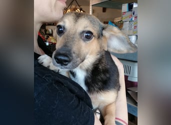 ⭐️MISSY⭐️, süßer Dackel-Mischling, Hündin, 4 Jahre, 31cm, Mischling, Tierschutz Rumänien